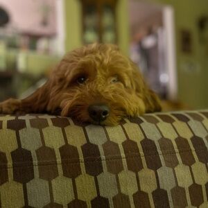 Meet your Posher, Jeff